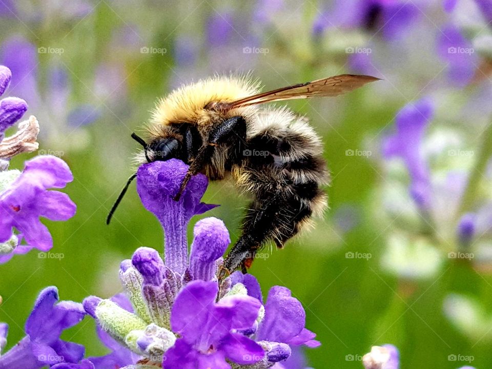 Bee on flower