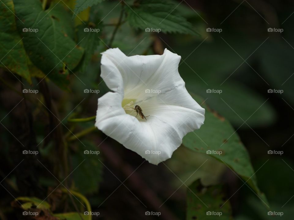 Hover-fly in Bindweed Flower