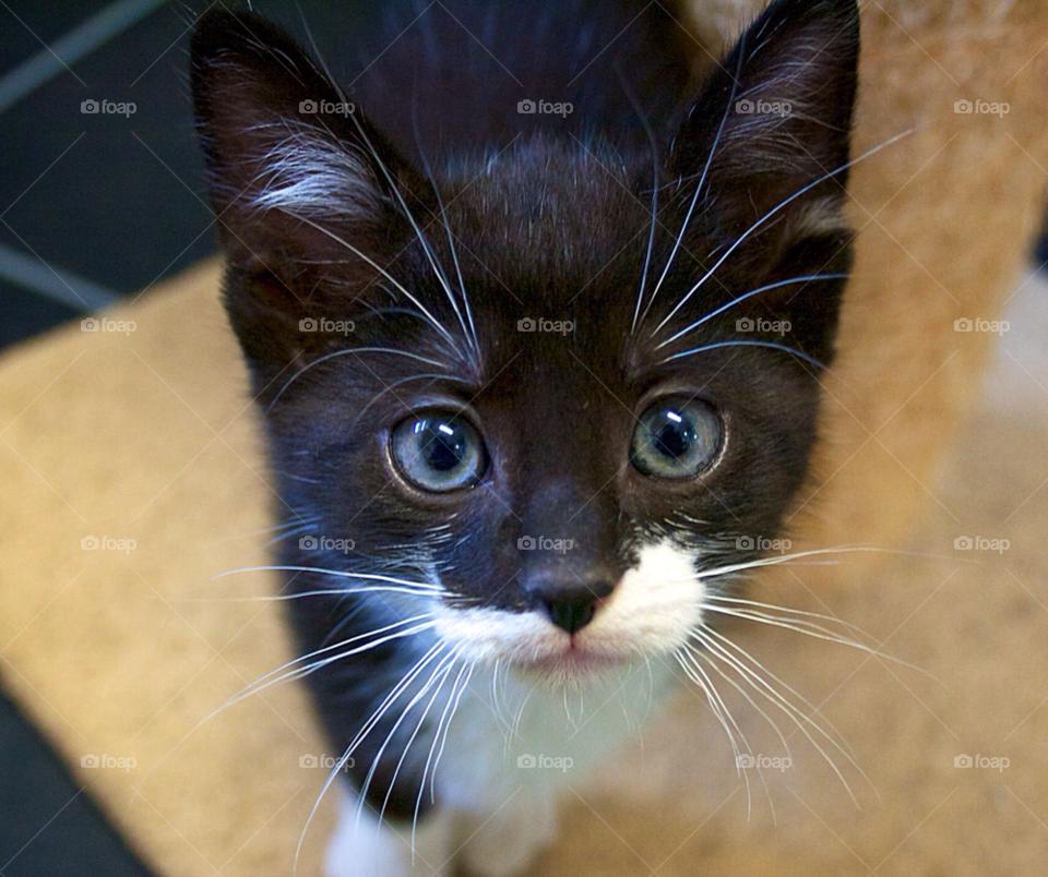 Young kitten with blue eyes