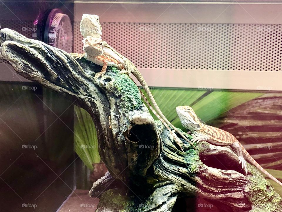 Bearded Lizards hanging out chill time / Pet store visits 😁