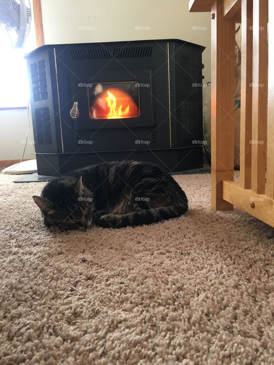 Puss and Boots sleeping by the corn stove 