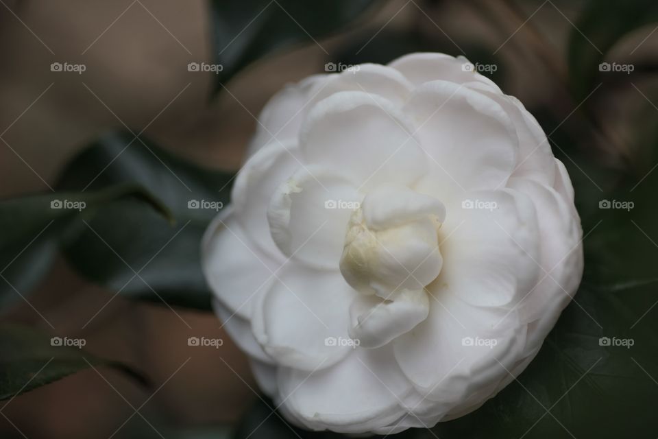 White Camellia -Leu Gardens 