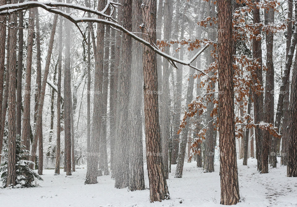 Winter trees in the forest