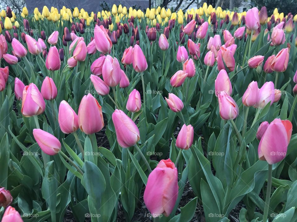 Multicolored field of tulips