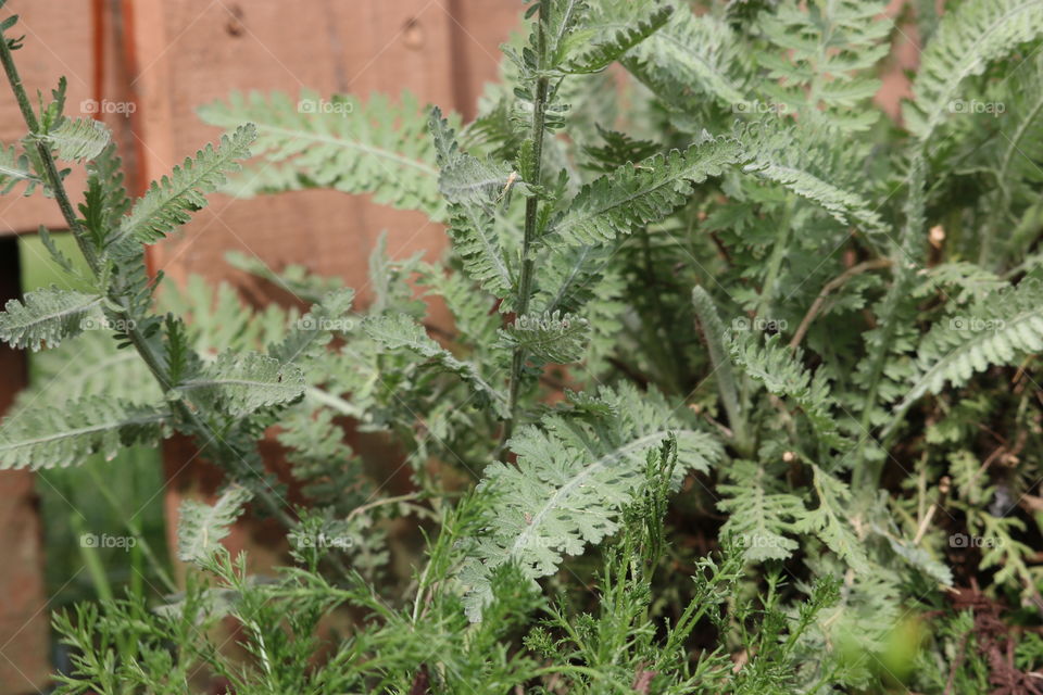 Yarrow plant 