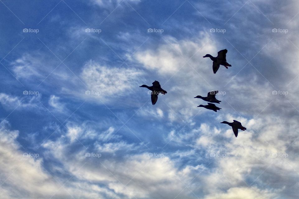 Ducks flying overhead
