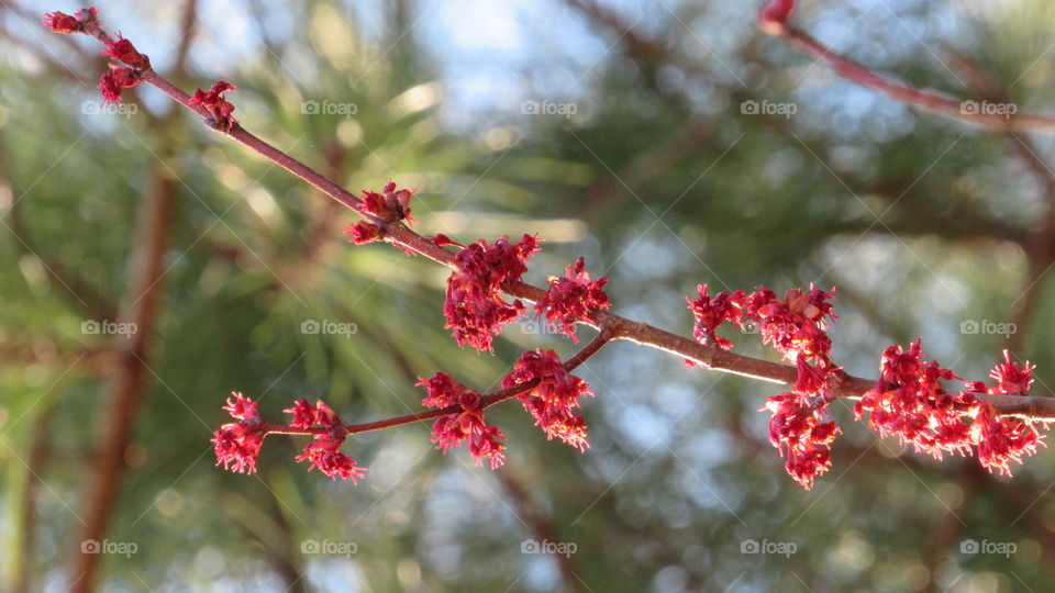 Maple Tree buds