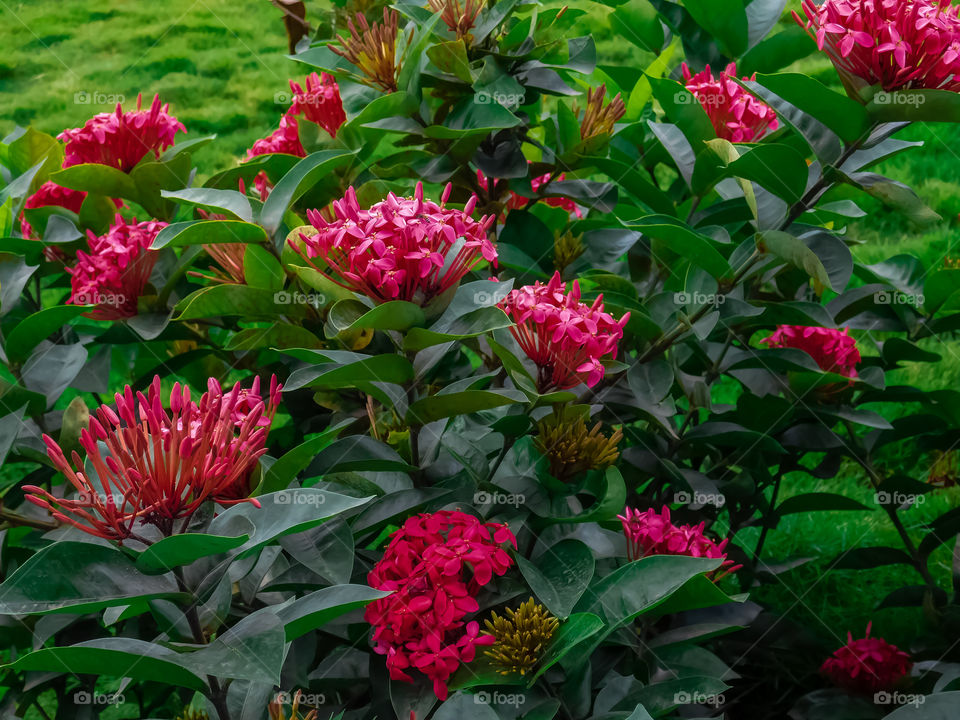 Flowering plant which are growing in Indian soil that is Ixora flower or Red spike flower with it's green foliage and green background.
