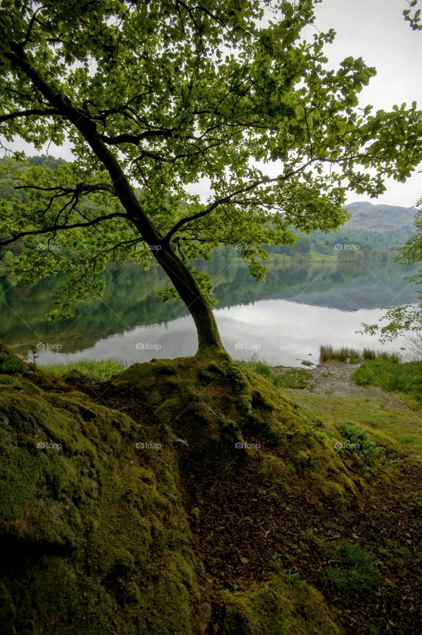 Tree by the lake