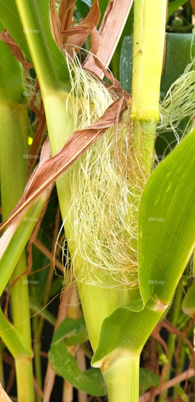 corn cob growing