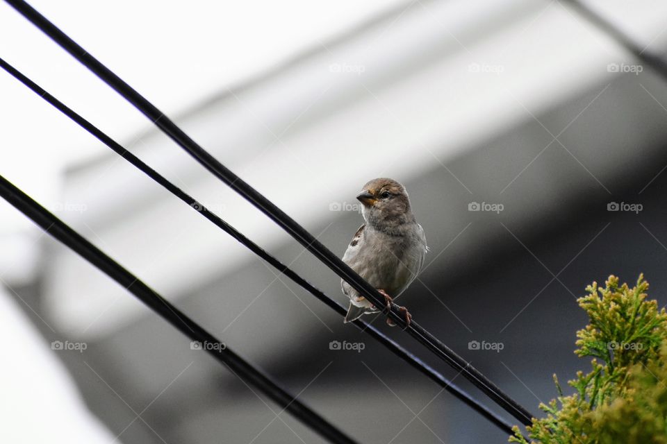 Female House Sparrow bird - passer domesticus - perched on a wire 