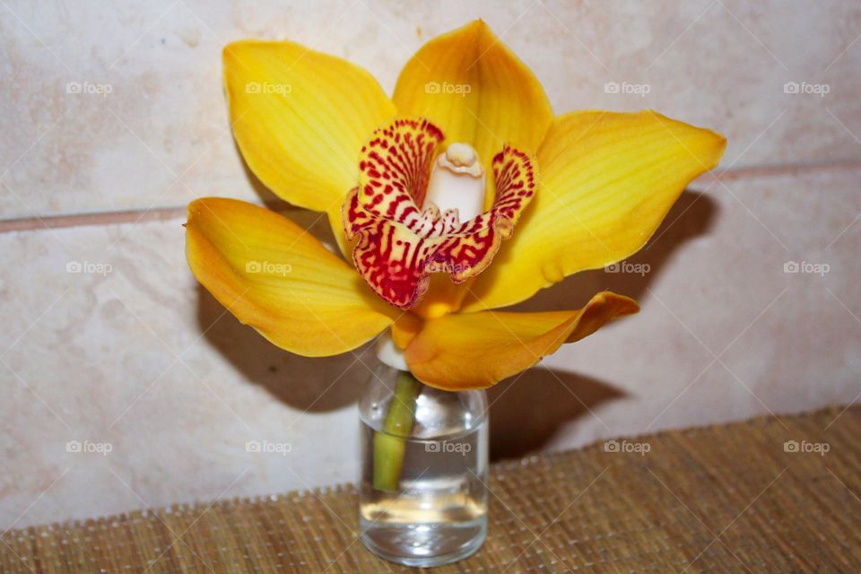 Yellow orchid