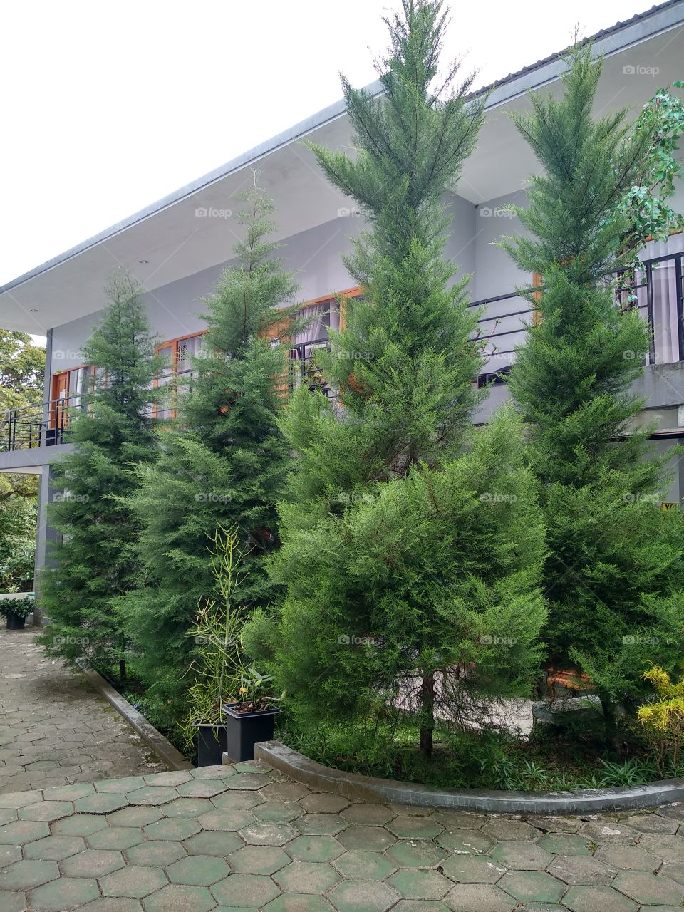 Beautiful Pine Trees