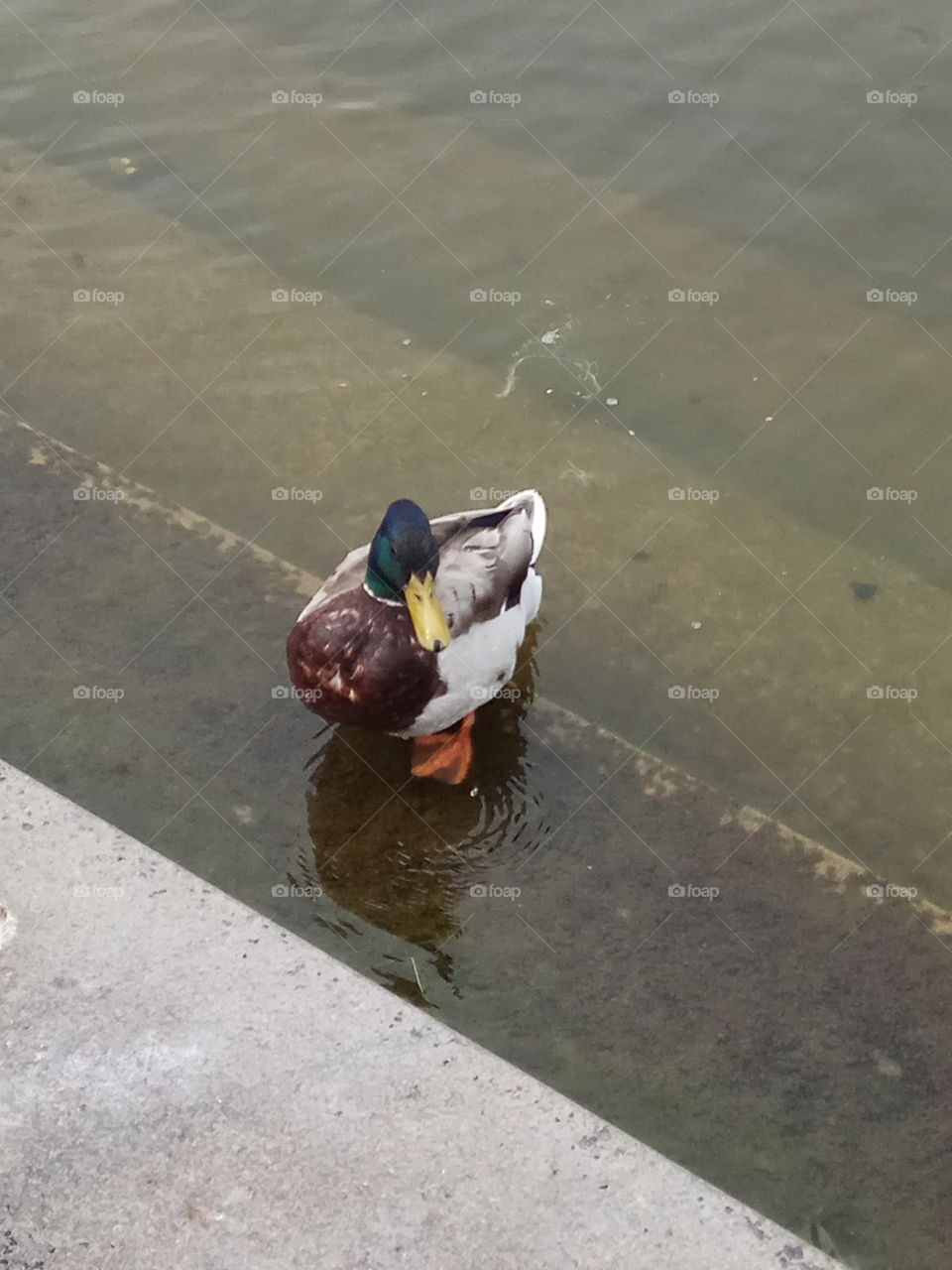 duck alone on stairs in water