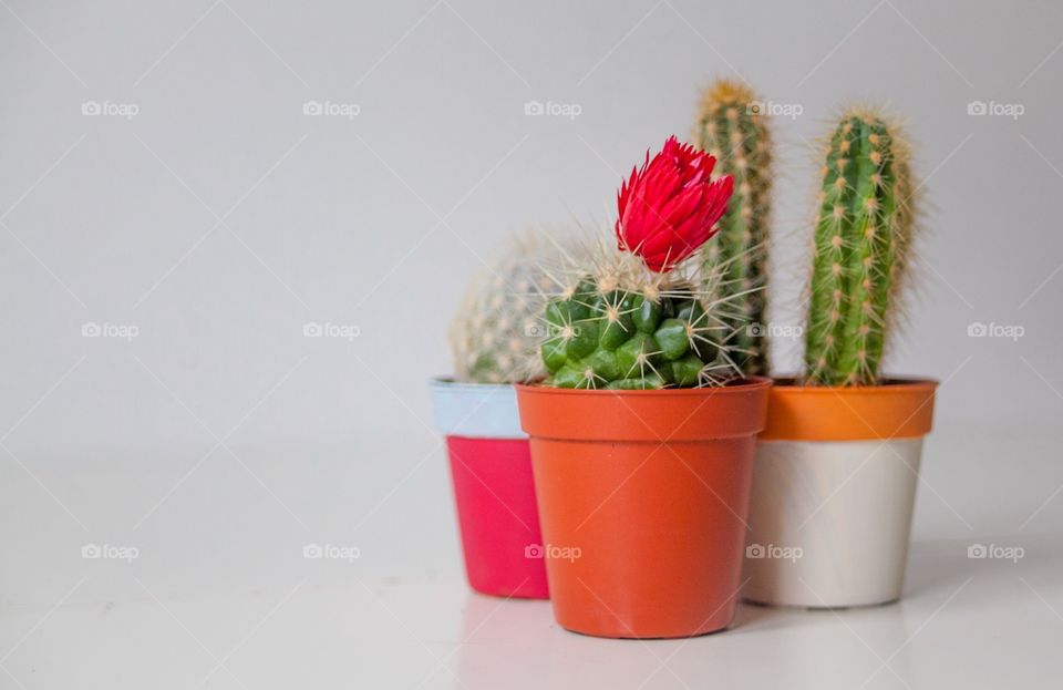 Cactus plant on white background