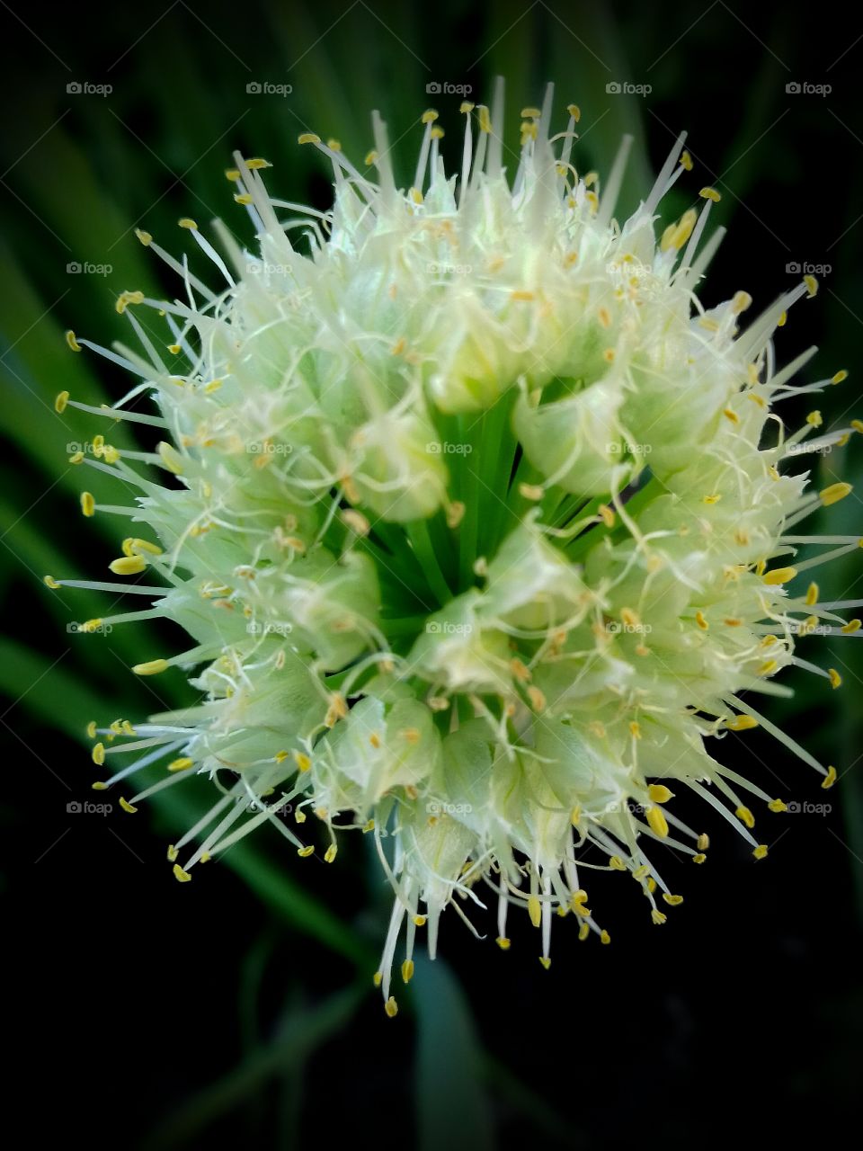 Omion flower