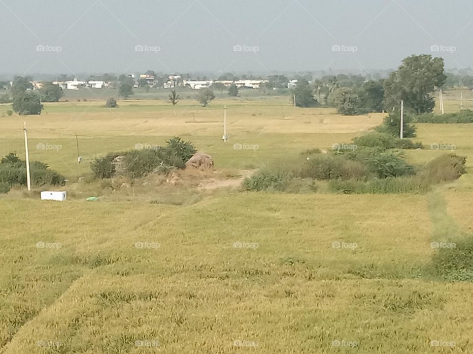 forest view location