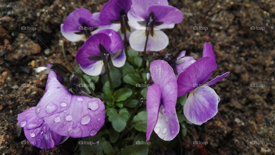purple flowers in rain