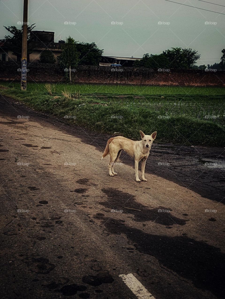 dog dog picture dog photo