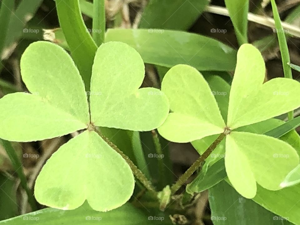 Beautiful heart shaped clover plant