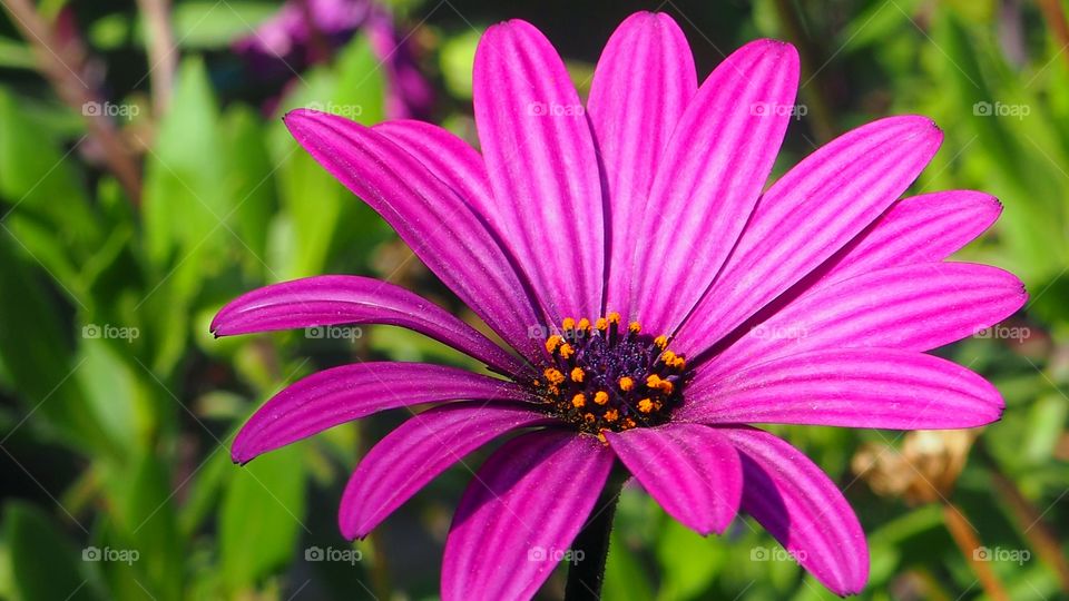 Purple flower