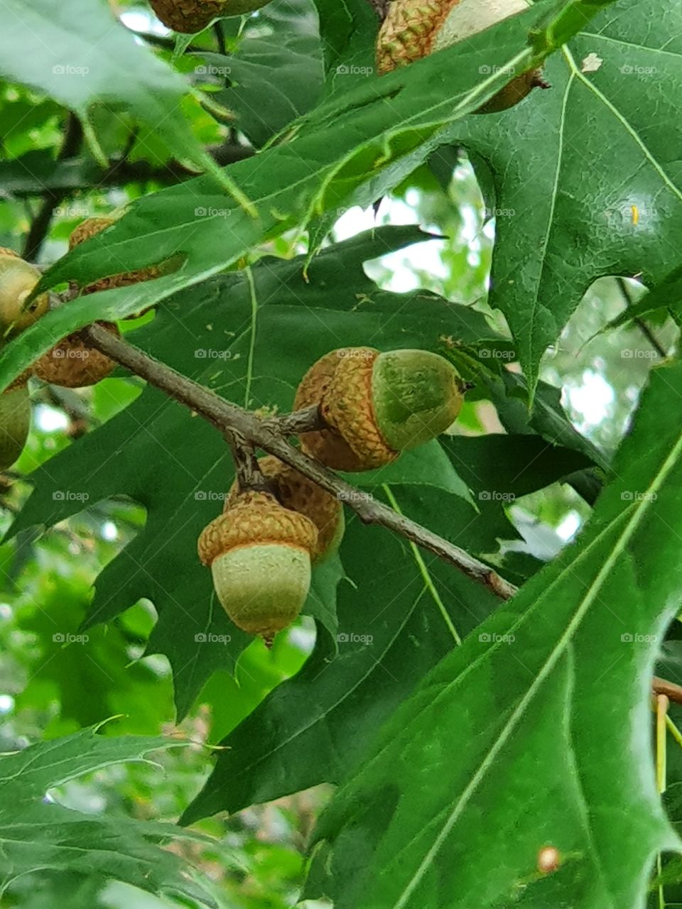 Acorn tree fruit