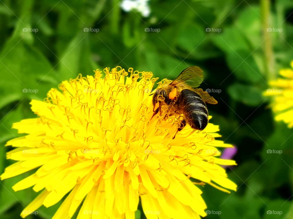 A valuable bee collects pollen and nectar on dandelion in spring.