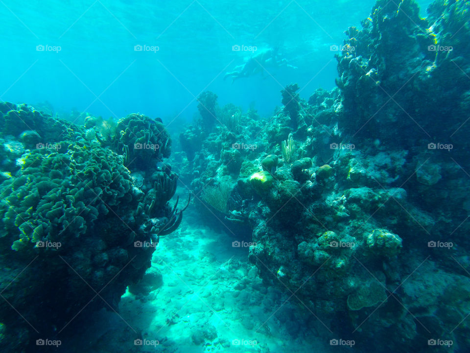 Snorkeling in Roatan Honduras