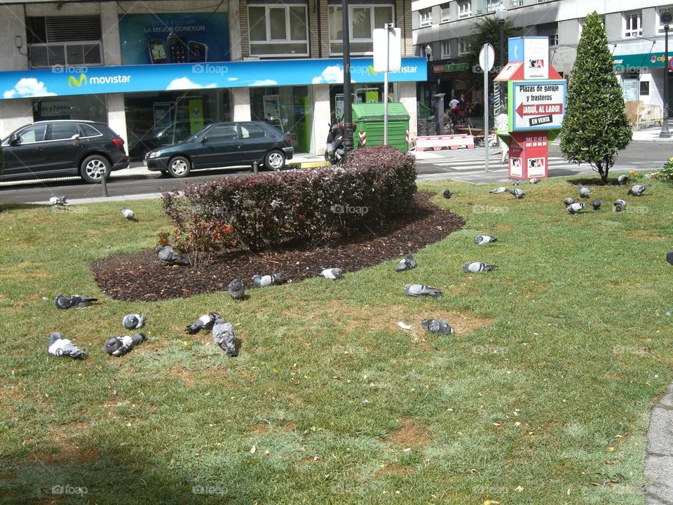 Palomas echando la siesta