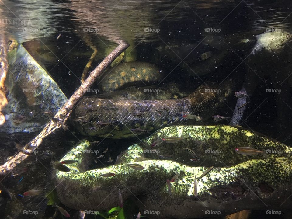 New England Aquarium snake