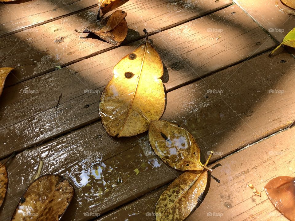 Fallen leaves in partial sunlight on wooden walkway after rain