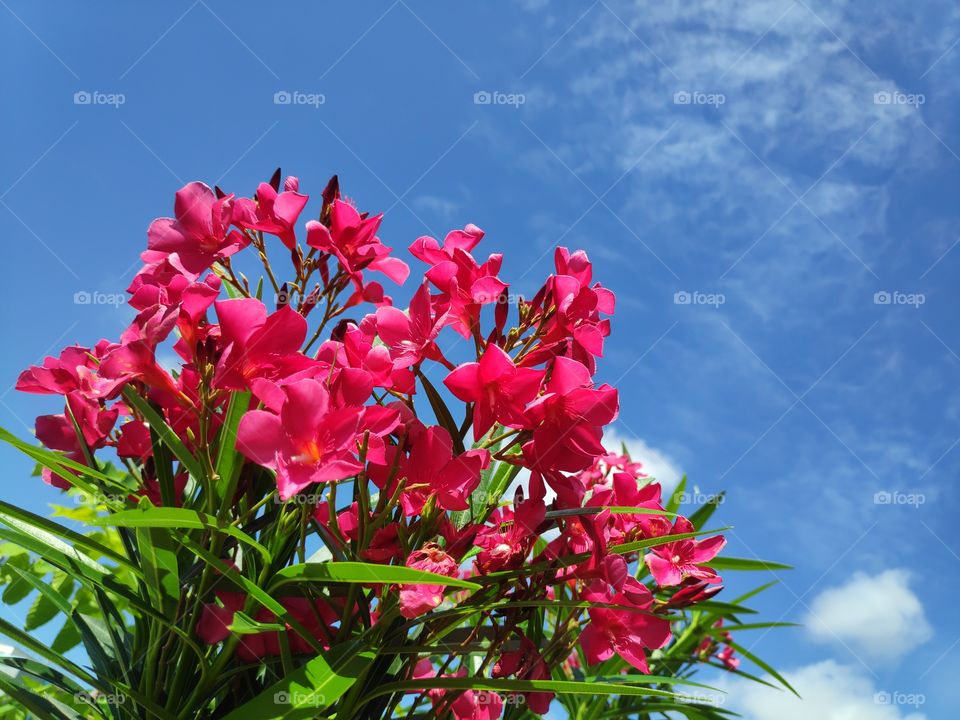 a image of Oleander plant