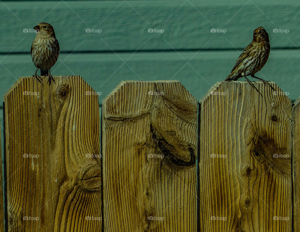 Wild birds perching on wooden fence