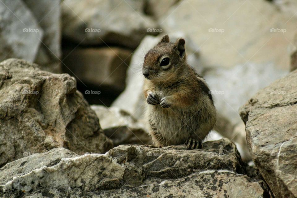 chipmunk