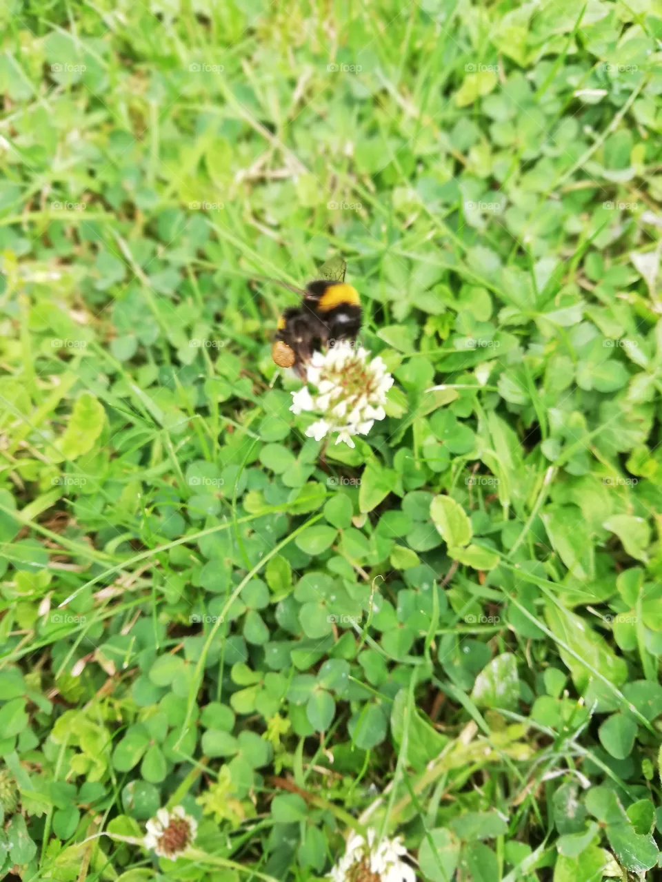 bee