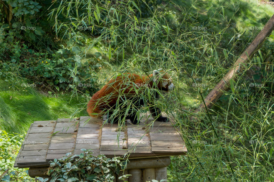 Little red panda behind bamboo
