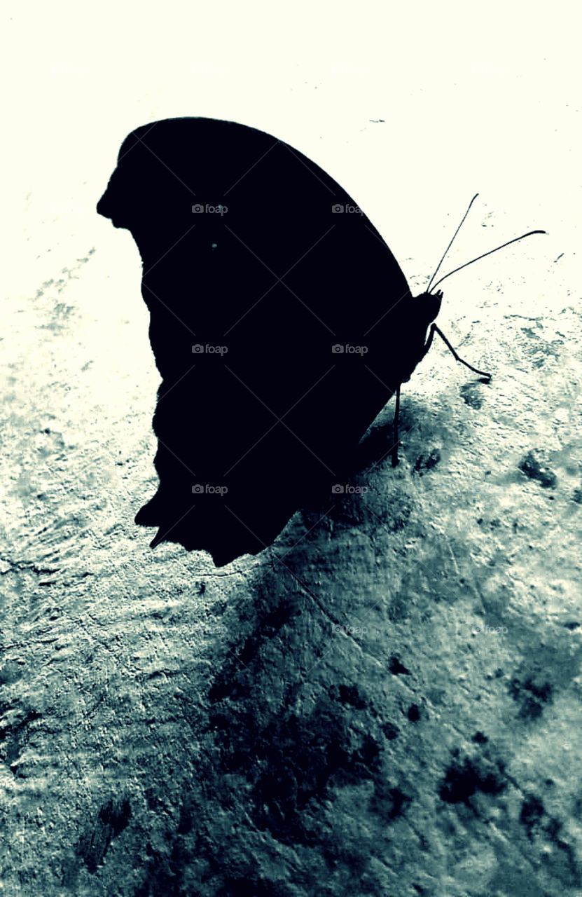 तितली/ butterfly