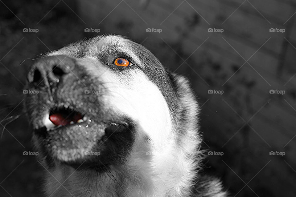 Old German Shepherd dog with smart and faithful eyes