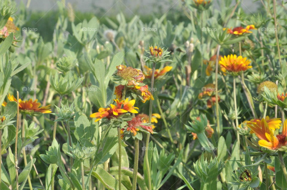 flower closeup