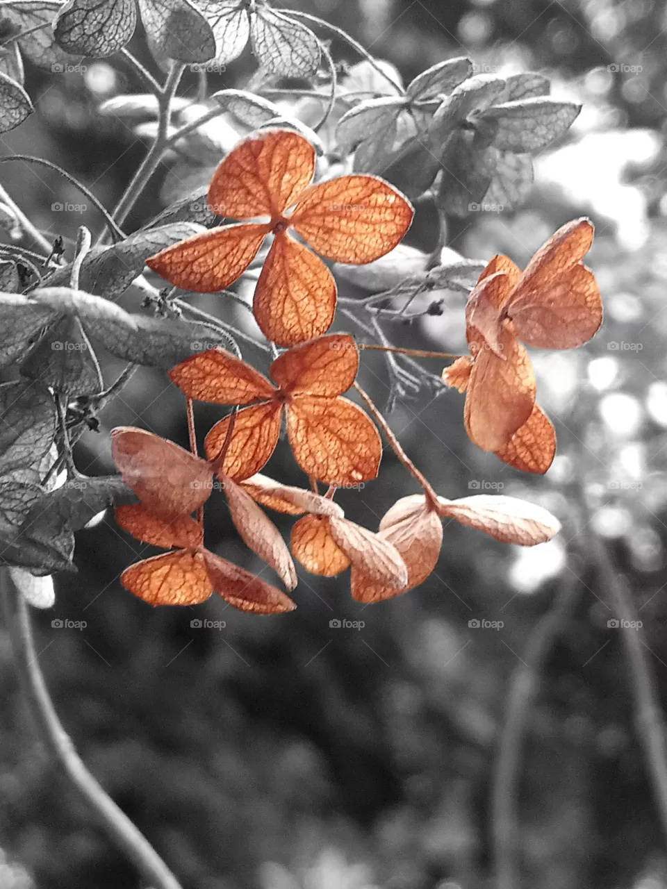 Dried flowers
