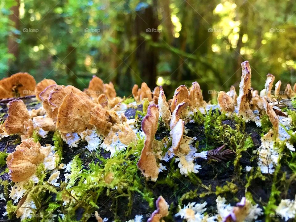 Mushrooms Somewhere in the Redwoods.