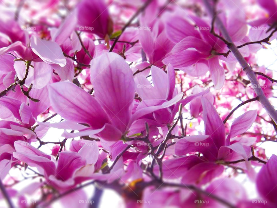 Bright Cherry Blossoms. I added vibrancy to the photo to deepen the color of the beautiful cherry blossoms.