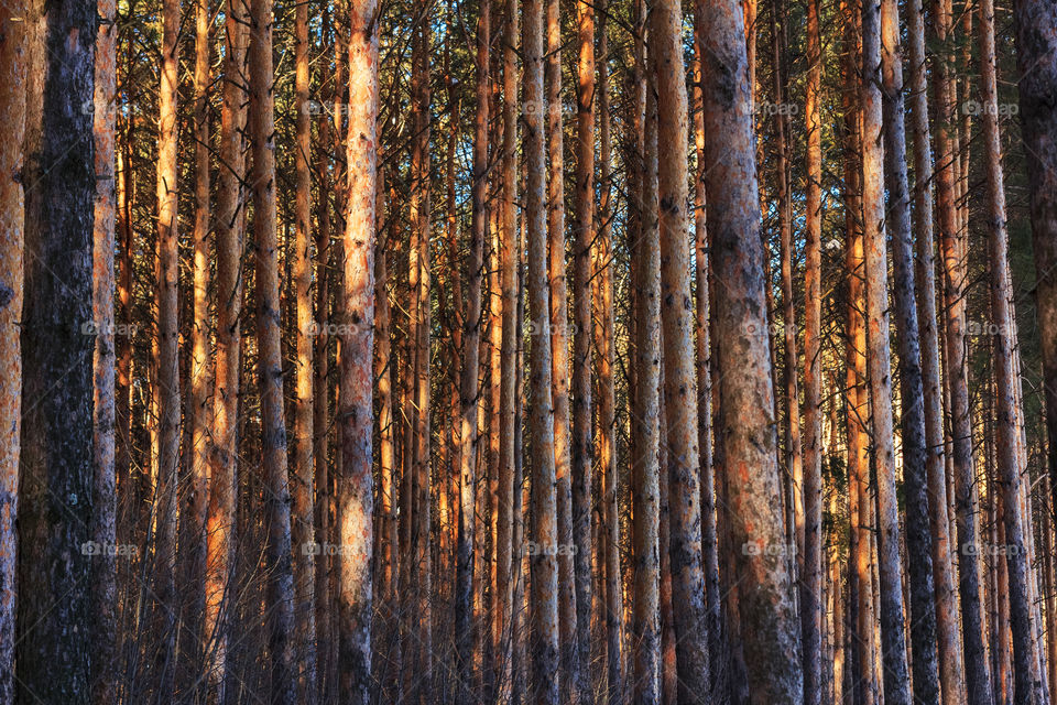 Sunlight on forest