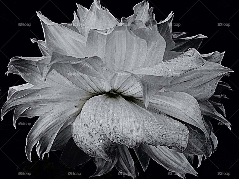 DAHLIA IN THE RAIN