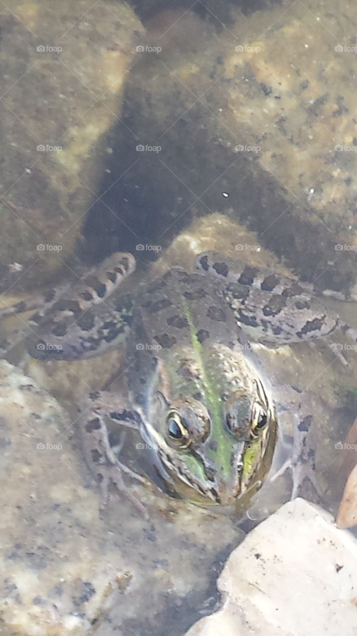 river frog