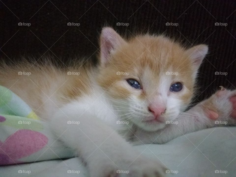 kitten