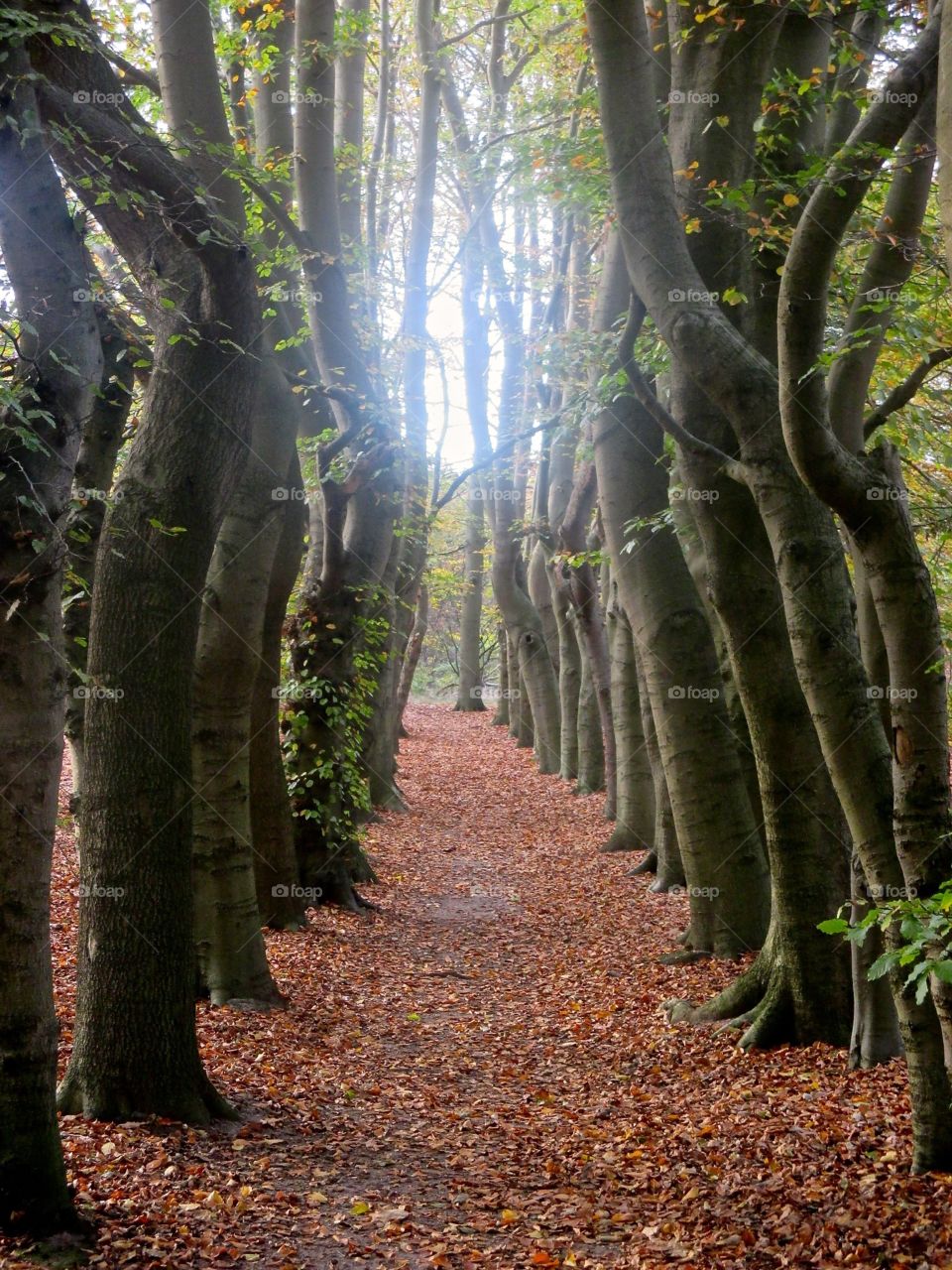 Footpath passing through autumn trees