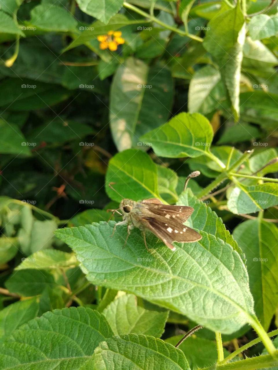 butterfly in green leaves