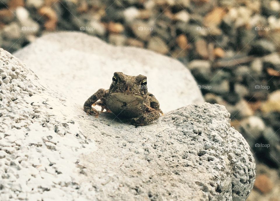 Frog on a stone frog 