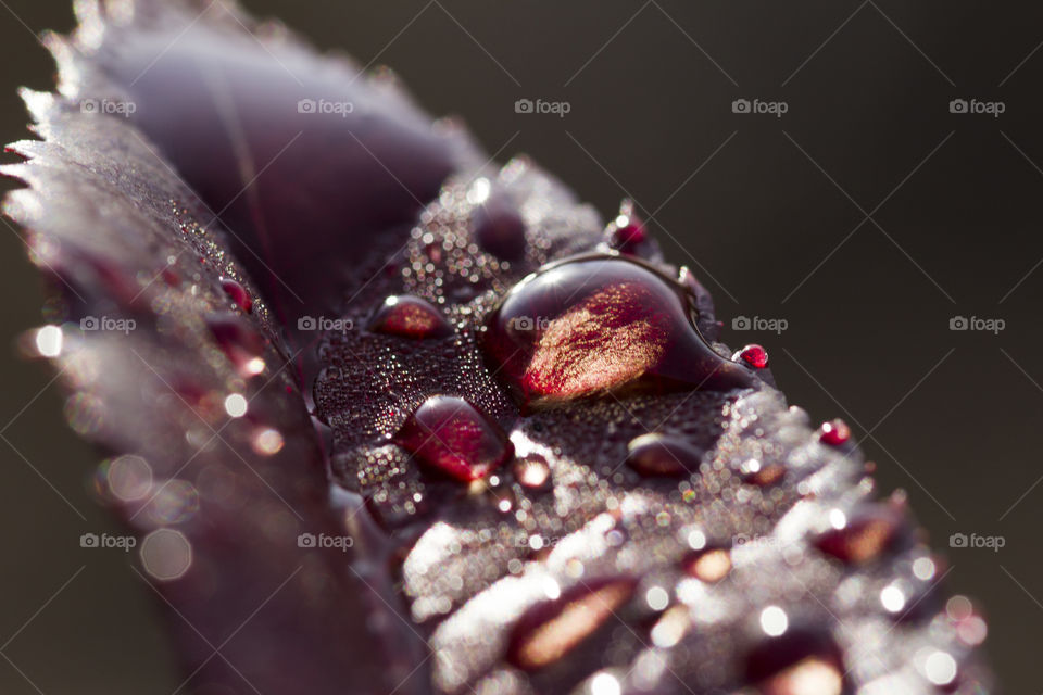 water drops on a red leaf.  beautiful colors of spring concept